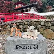 はちこ