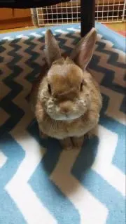 たまちゃん