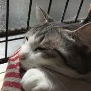こつこつこの画像