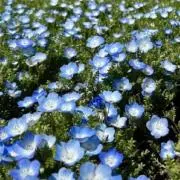 海色のネモ