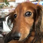 ポポロ