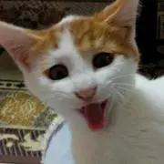 ももちゃん
