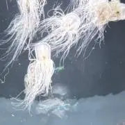 そらの画像