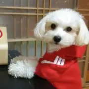 まるの画像
