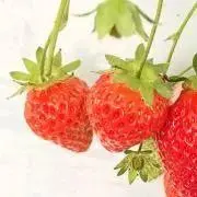 ろろの画像