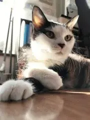 キカの画像