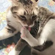 ミラの画像
