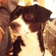 愛犬パール