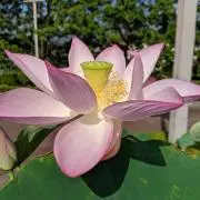 いなこの画像