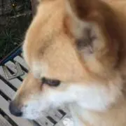 のの