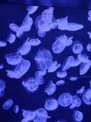 ゆきんちゅの画像