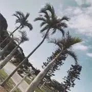 tomoの画像