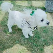 ひば