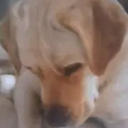 たけりん
