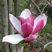 ぷっちとまとの画像