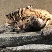 山本の画像