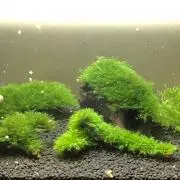 松風の画像