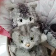 にっとちゃんの画像