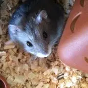 たなの画像