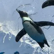 怜の画像