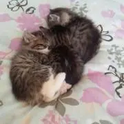 ヒロミ