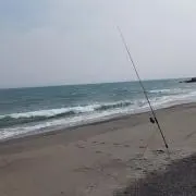 taresの画像