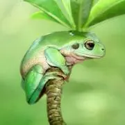 サイ子の画像