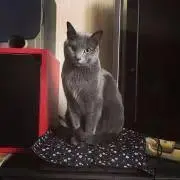 さぼの画像