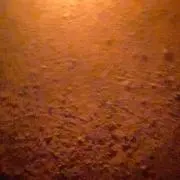 パクチーの画像