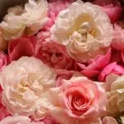 ROSE｜上品きれいめレディースセレクトの画像