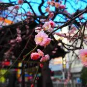 なつ