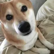 うー
