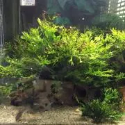 Ma-saの画像
