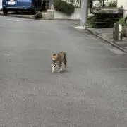 ばーたーの画像