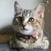 くるみパパの画像