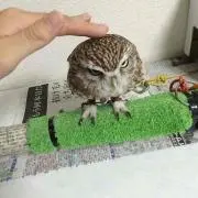 けい