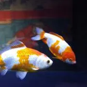 ずずの画像