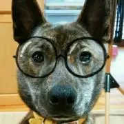 おさかなプロフ必読の画像