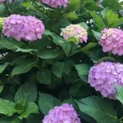 ★ミの画像