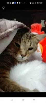 まりもっち