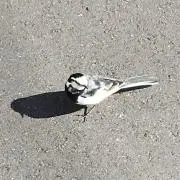 ぶちの画像