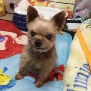 あずちゃん