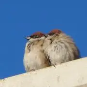Akitoの画像