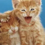 ろぴこの画像
