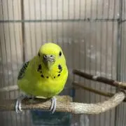 Kaiの画像