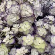 【即購入OK】断捨リコ®の画像