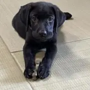 あいか
