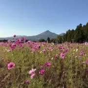 yoshiの画像