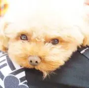 A.