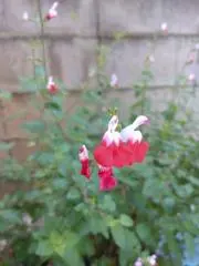 トモチ